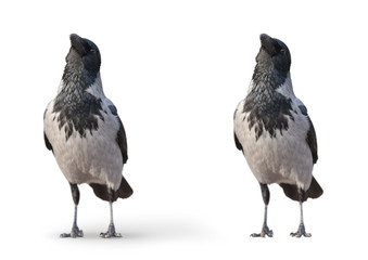 big wild crow isolated