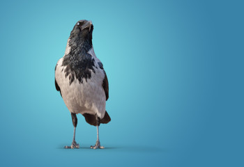 big wild crow on blue
