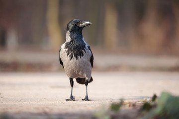 big wild crow in the park. one