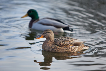 beautiful wild ducks swimming