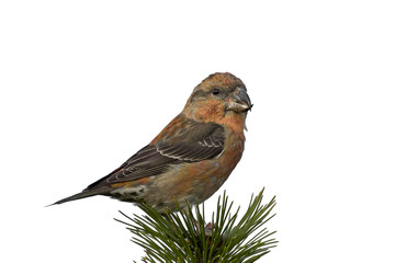 parrot crossbill (Loxia pytyopsittacus)