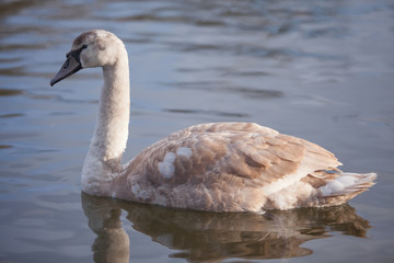 portrait of a beautiful gray swan