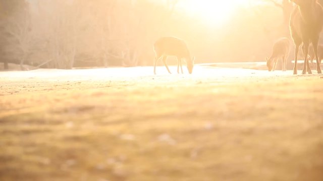 奈良公園・鹿・冬