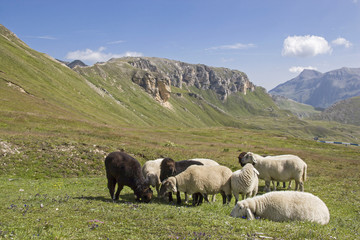 Schafe in den Hohen Tauern