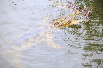 Closeup Crocodile Jaws over Water Catch Food from Rope