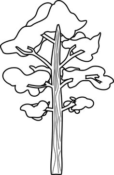 Pine tree coloring page