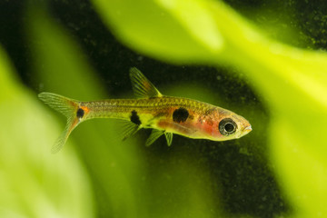 Boraras maculatus - Small nano fish.
