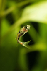 Boraras maculatus - Small nano fish.