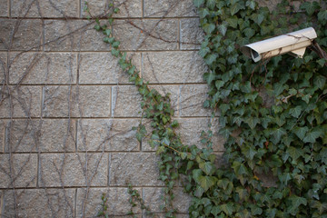 a gray brick wall with green ivy and wild grapes.