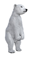 3D Rendering Polar Bear Cub on White