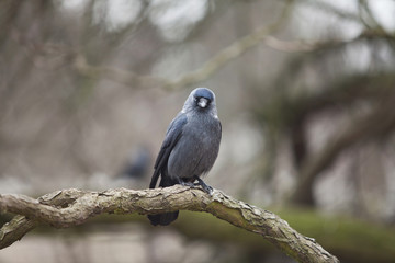 beautiful crow sitting on a big tree branch