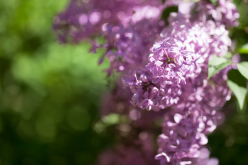 beautiful lilac bushes with a soft background.