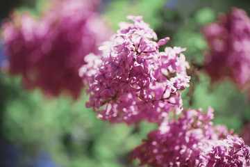 beautiful lilac bushes with a soft background.