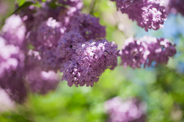 beautiful lilac bushes with a soft background.