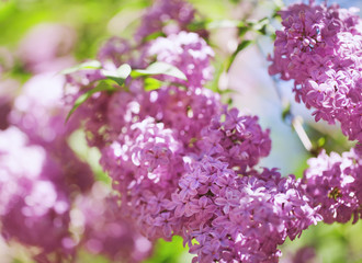 Fototapeta na wymiar beautiful lilac bushes with a soft background.