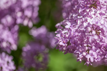 Obraz premium beautiful lilac bushes with a soft background.