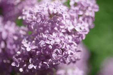 beautiful lilac bushes with a soft background.