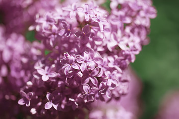 Obraz premium beautiful lilac bushes with a soft background.