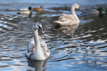 portrait of a beautiful gray swan