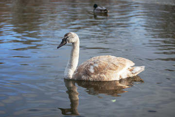 portrait of a beautiful gray swan