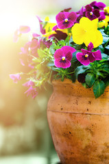 Yellow and violet pansies in flower pot in garden. Copy space. Spring and summer concept.