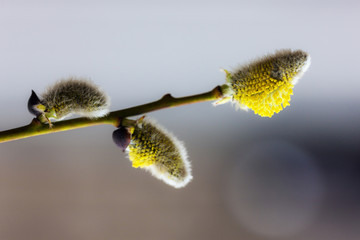 willow in the spring © Maslov Dmitry