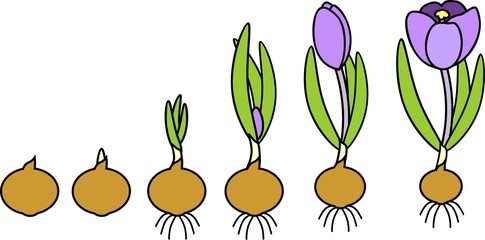 Crocus life cycle. Stages of growth from planting bulb to flowering plant