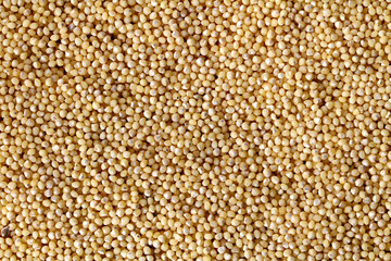 Yellow grain millet as a texture or background