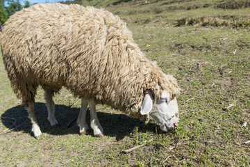Sheep eating grass on the mountain.