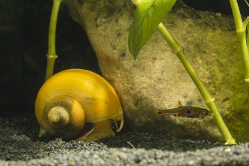 Ampullaria australis - yellow snail closed in a shell at the bottom of a stone.