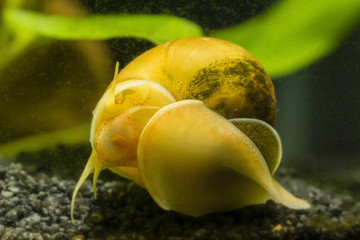 Ampullaria australis - a yellow snail crawling underneath them with tiny stones.