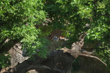 adult tiger sleeps in the shade