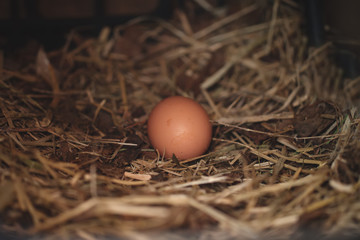 the hen took the egg on the straw.