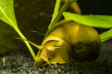 Ampullaria australis - a yellow snail crawling underneath them with tiny stones.