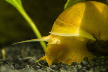 Ampullaria australis - a yellow snail crawling underneath them with tiny stones.