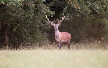 Red deer in forest