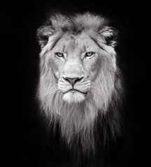Face of a male lion. © MrPreecha