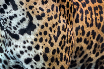 Skin and Leopard pattern.