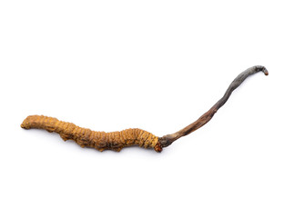 Fresh cordyceps sinensis.
Isolated on white background.