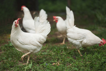 a white hen is walking along the green grass.