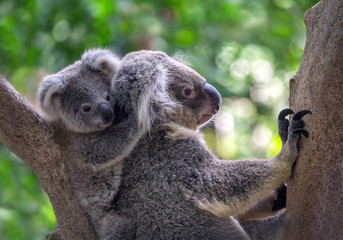 Mother and baby koalas on the tree.