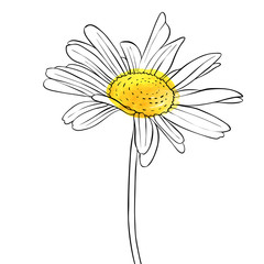 Obraz premium wektor rysunek kwiat stokrotka