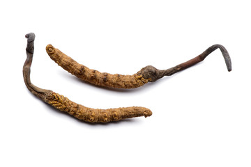 Two fresh cordyceps sinensis.
Isolated on white background.
