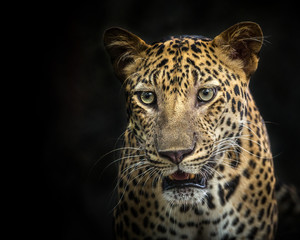 Face of leopard.