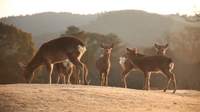 奈良公園・鹿・冬