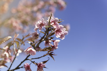 Pink flower on spring at Northern, Thailand.