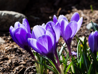 Close up shot of crocus flowers on a garden bed in full bloom