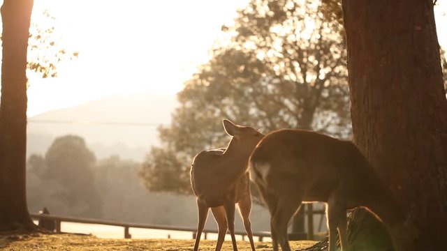 奈良公園・鹿・冬