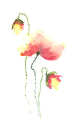 Red yellow  poppy flower on white background, watercolor hand painted on paper
