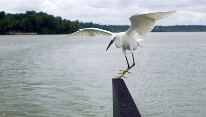 Great white egret landing